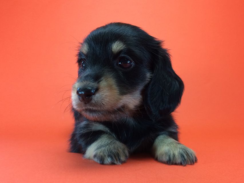 カニンヘン ダックスフンド ハナビ & オスカルの赤ちゃん ブラッククリーム 女の子