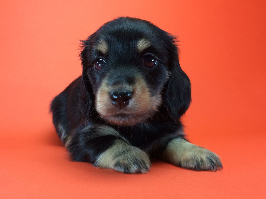 カニンヘン ダックスフンド ハナビ & オスカルの赤ちゃん ブラッククリーム 女の子