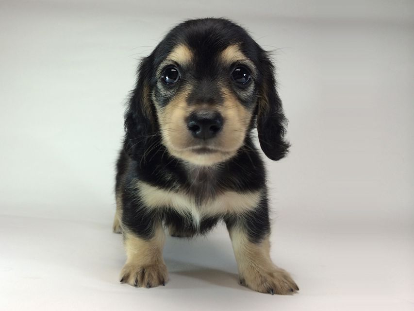 カニンヘン ダックスフンド いちご & ジュピターmiの赤ちゃん ブラッククリーム 男の子2014-08-24 17.30.41 カニンヘン ダックスフンド いちご & ジュピターmiの赤ちゃん ブラッククリーム 男の子