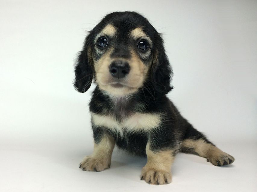 カニンヘン ダックスフンド いちご & ジュピターmiの赤ちゃん ブラッククリーム 男の子2014-08-24 17.31.09 カニンヘン ダックスフンド いちご & ジュピターmiの赤ちゃん ブラッククリーム 男の子