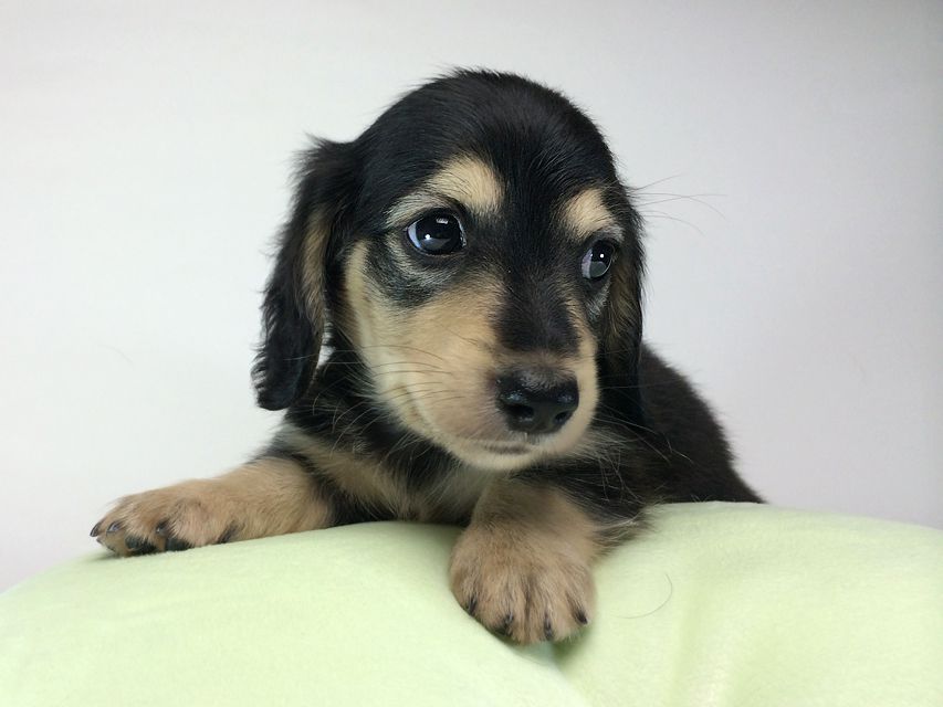 カニンヘン ダックスフンド いちご & ジュピターmiの赤ちゃん ブラッククリーム 男の子2014-08-24 17.31.48 カニンヘン ダックスフンド いちご & ジュピターmiの赤ちゃん ブラッククリーム 男の子