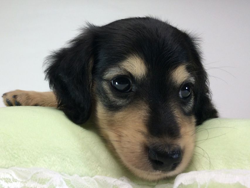 カニンヘン ダックスフンド いちご & ジュピターmiの赤ちゃん ブラッククリーム 男の子2014-08-24 17.32.03 カニンヘン ダックスフンド いちご & ジュピターmiの赤ちゃん ブラッククリーム 男の子