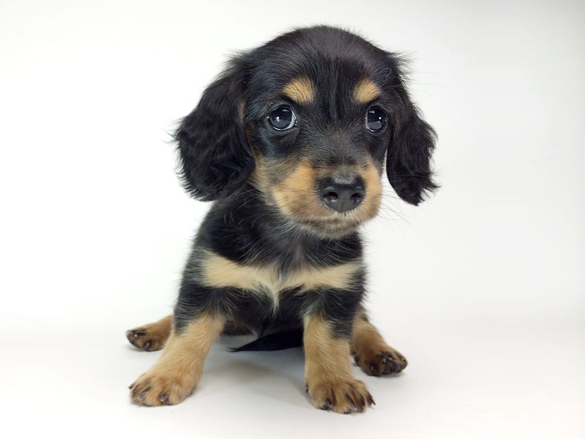 カニンヘン ダックスフンド いちご & ジュピターmiの赤ちゃん ブラックタン 女の子