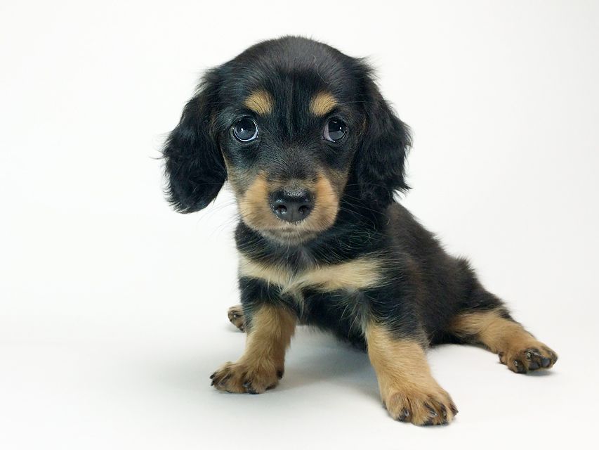 カニンヘン ダックスフンド いちご & ジュピターmiの赤ちゃん ブラックタン 女の子