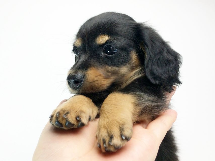 カニンヘン ダックスフンド いちご & ジュピターmiの赤ちゃん ブラックタン 女の子