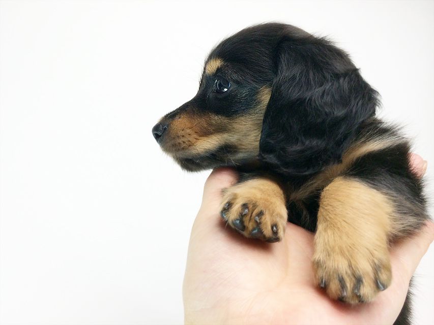 カニンヘン ダックスフンド いちご & ジュピターmiの赤ちゃん ブラックタン 女の子