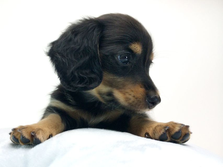 カニンヘン ダックスフンド いちご & ジュピターmiの赤ちゃん ブラックタン 女の子