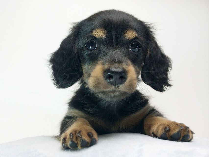 カニンヘン ダックスフンド いちご & ジュピターmiの赤ちゃん ブラックタン 女の子