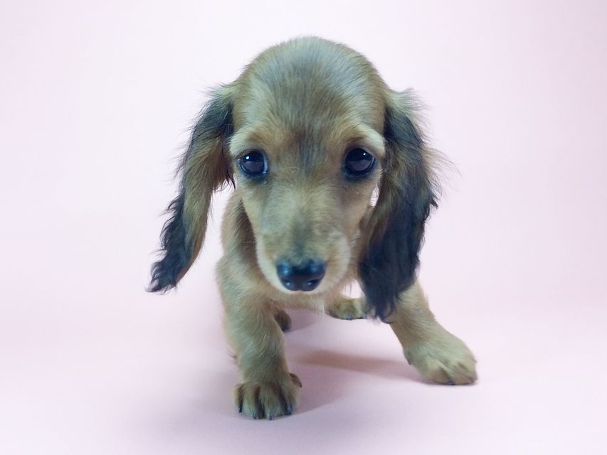 カニンヘン ダックスフンド アンジュ & ジムダンディの赤ちゃん2014-09-23 16.07.44 カニンヘン ダックスフンド アンジュ & ジムダンディの赤ちゃん