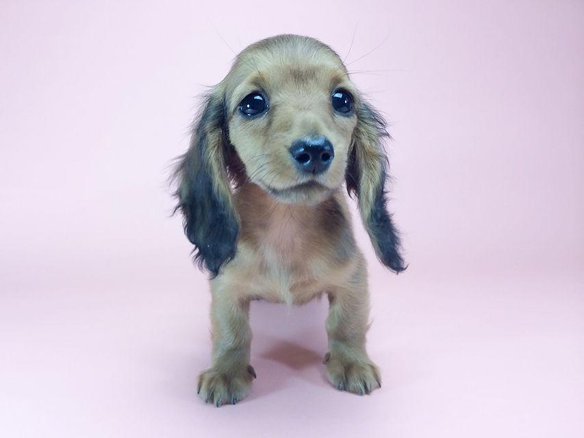 カニンヘン ダックスフンド アンジュ & ジムダンディの赤ちゃん2014-09-23 16.08.00 カニンヘン ダックスフンド アンジュ & ジムダンディの赤ちゃん