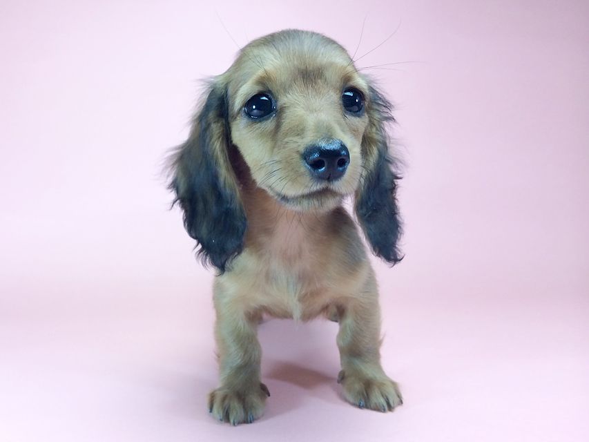 カニンヘン ダックスフンド アンジュ & ジムダンディの赤ちゃん2014-09-23 16.08.09 カニンヘン ダックスフンド アンジュ & ジムダンディの赤ちゃん