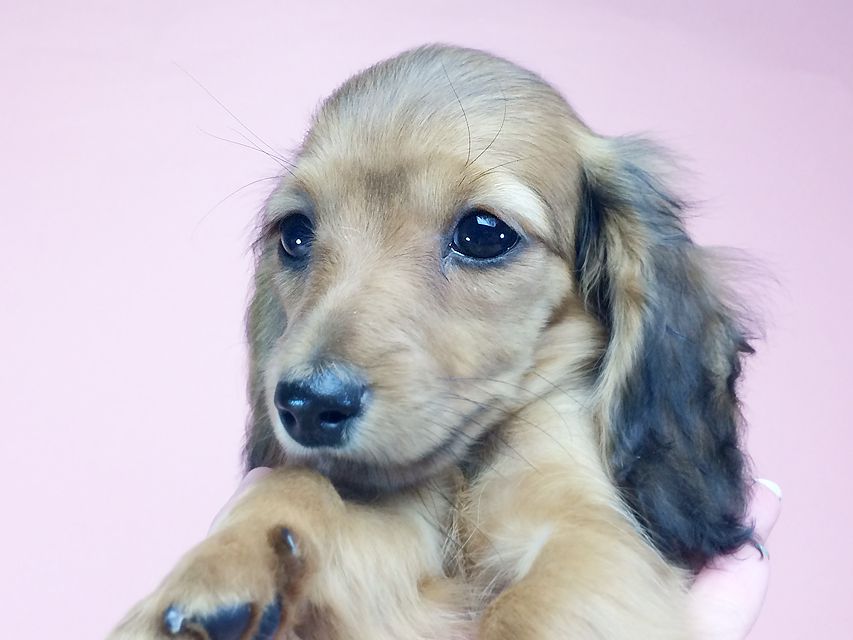 カニンヘン ダックスフンド アンジュ & ジムダンディの赤ちゃん2014-09-23 16.08.22 カニンヘン ダックスフンド アンジュ & ジムダンディの赤ちゃん