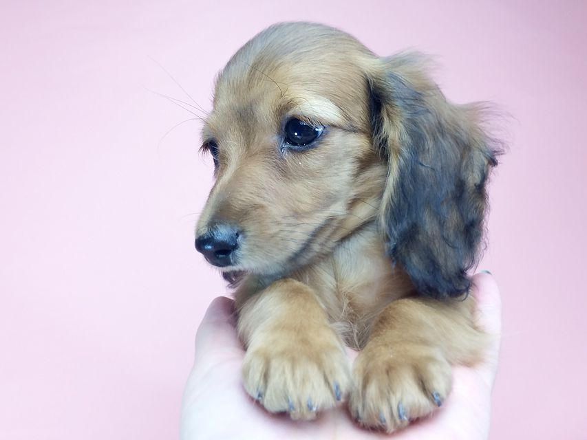 カニンヘン ダックスフンド アンジュ & ジムダンディの赤ちゃん2014-09-23 16.08.36 カニンヘン ダックスフンド アンジュ & ジムダンディの赤ちゃん