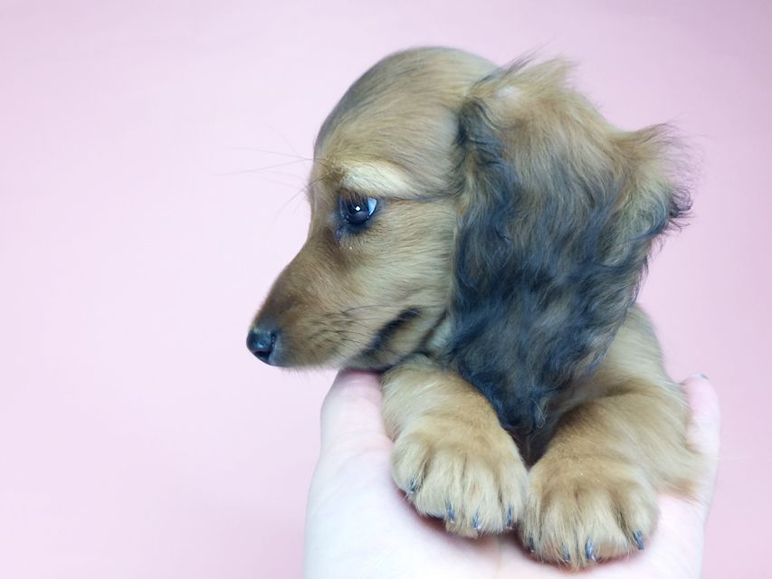 カニンヘン ダックスフンド アンジュ & ジムダンディの赤ちゃん2014-09-23 16.08.38 カニンヘン ダックスフンド アンジュ & ジムダンディの赤ちゃん