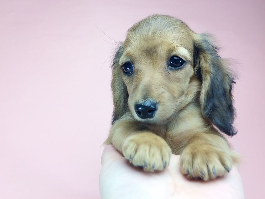 カニンヘン ダックスフンド アンジュ & ジムダンディの赤ちゃん2014-09-23 16.08.43 カニンヘン ダックスフンド アンジュ & ジムダンディの赤ちゃん