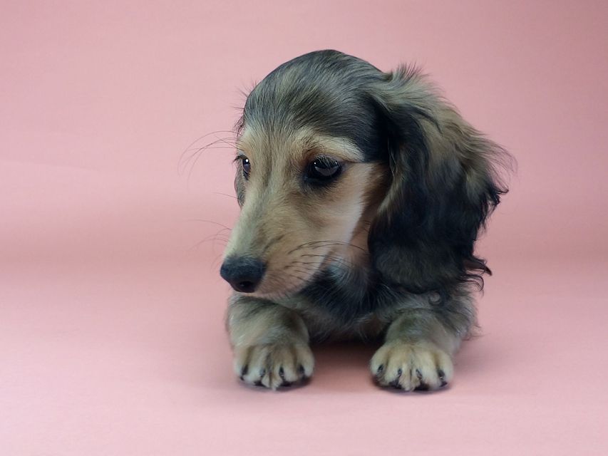 カニンヘン ダックスフンド クレア & オスカルの赤ちゃん 6/30生まれ