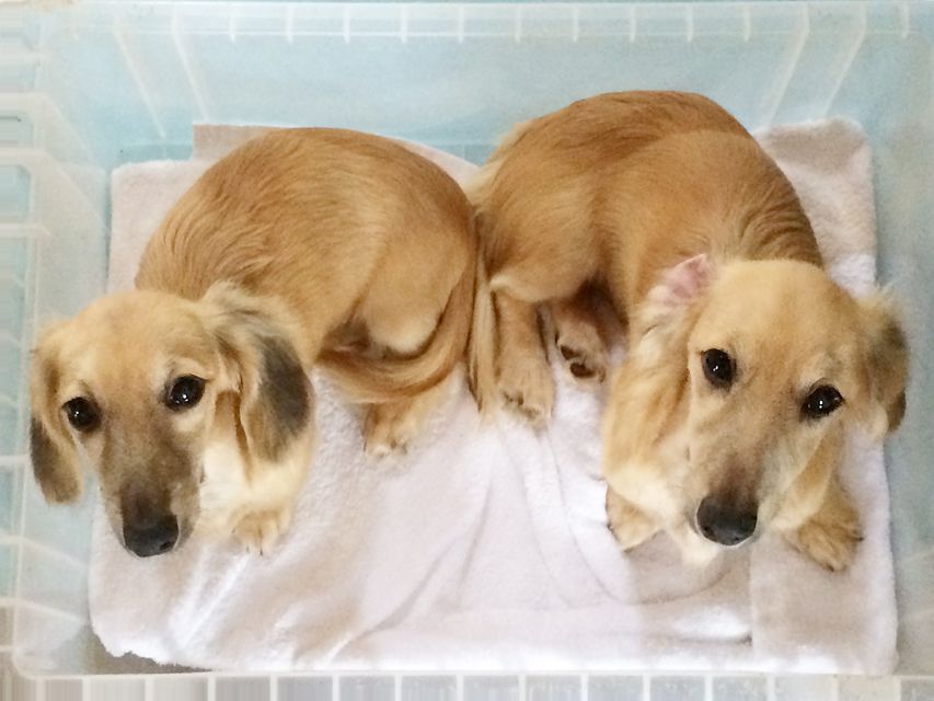 カニンヘン　ダックスフンド