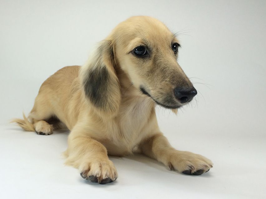 カニンヘン　ダックスフンド