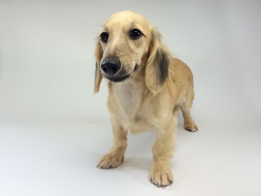 カニンヘン　ダックスフンド