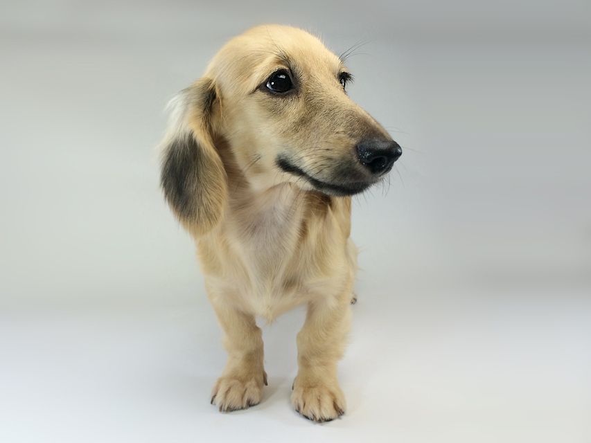 カニンヘン　ダックスフンド