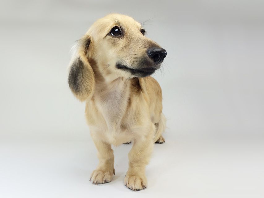 カニンヘン　ダックスフンド