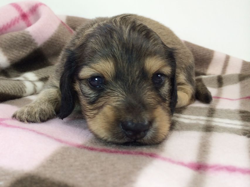 カニンヘン ダックスフンド ベルサス& オスカルの赤ちゃん