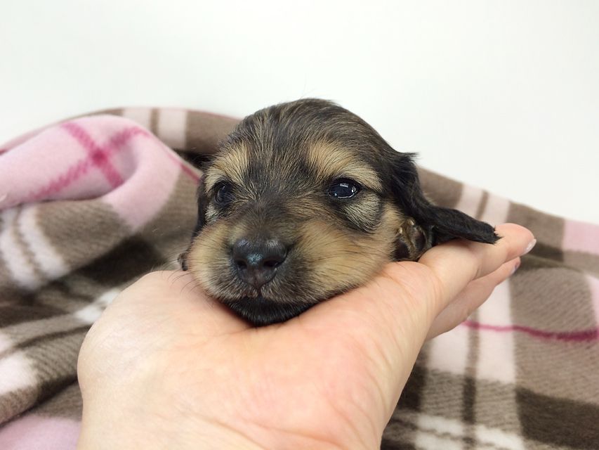 カニンヘン ダックスフンド ベルサス& オスカルの赤ちゃん