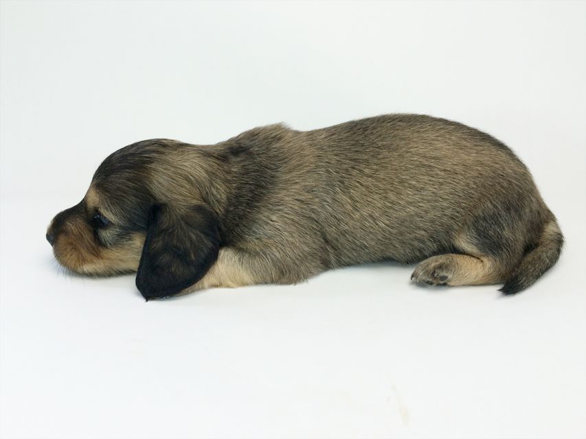 カニンヘン ダックスフンド ベルサス& オスカルの赤ちゃん