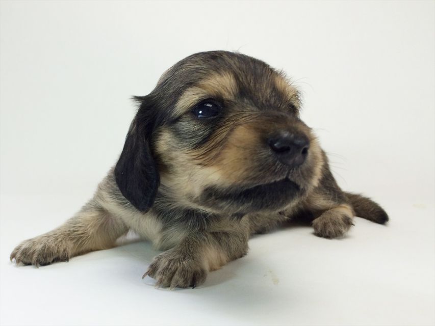 カニンヘン ダックスフンド ベルサス& オスカルの赤ちゃん