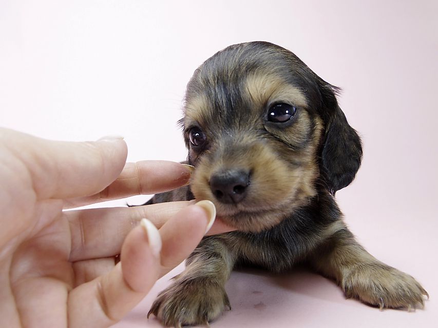 チェルシーとジムの子犬 シェーデットクリーム女の子