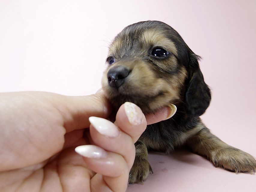 チェルシーとジムの子犬 シェーデットクリーム女の子