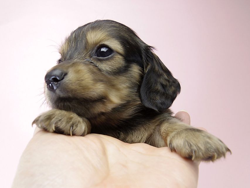チェルシーとジムの子犬 シェーデットクリーム女の子