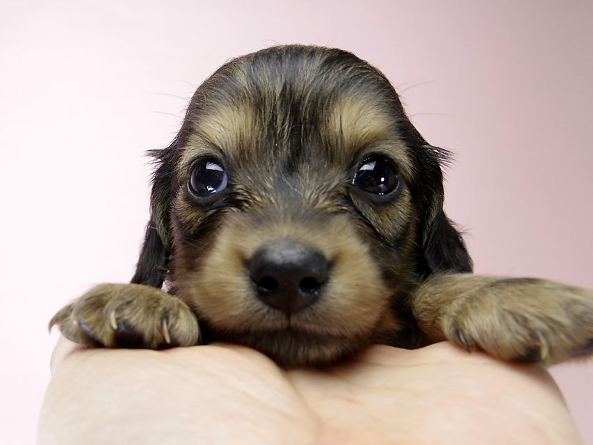 チェルシーとジムの子犬 シェーデットクリーム女の子