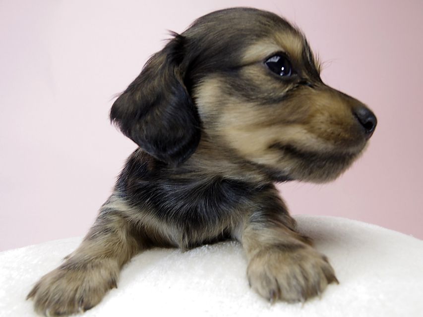 チェルシーとジムの子犬 シェーデットクリーム女の子