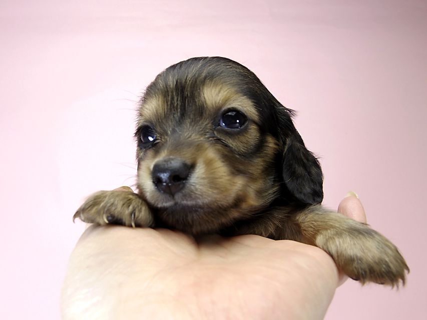 チェルシーとジムの子犬 シェーデットクリーム女の子