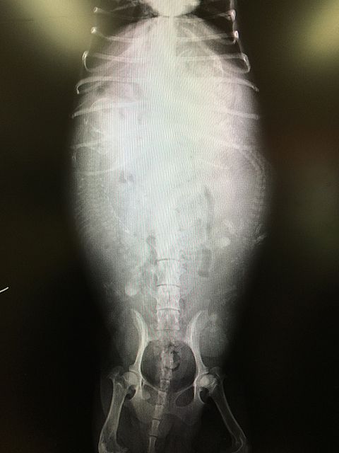 キュリ これから出産です 3頭入ってます