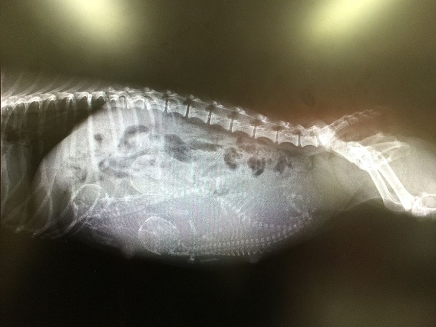 キュリ これから出産です 3頭入ってます