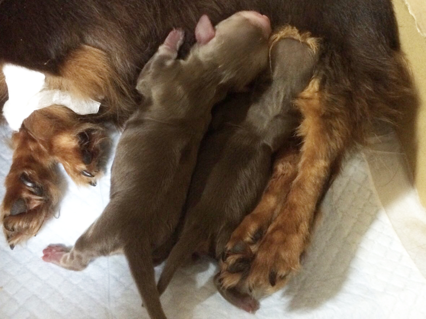 ダックスフンド カニンヘン アリス.mi 7/7出産しました チョコ系 女の子2 ダックスフンド カニンヘン アリス.mi 7/7出産しました チョコ系 女の子2