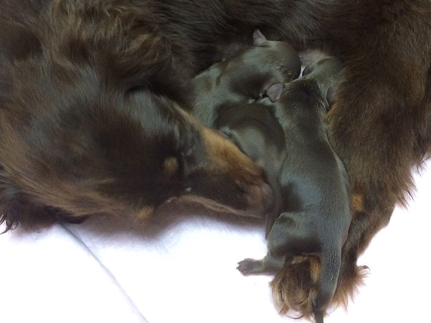 ダックスフンド カニンヘン ピノ.mi 8/22出産しました