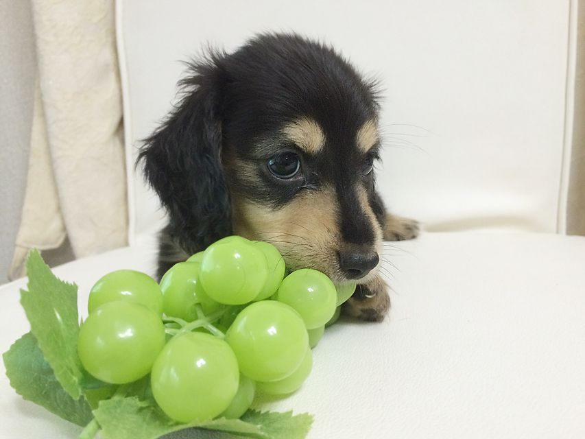 ダックスフンド ローラ.mi & アレックス ブラッククリーム 男の子2015-08-26 07.43.32 ダックスフンド ローラ.mi & アレックス ブラッククリーム 男の子