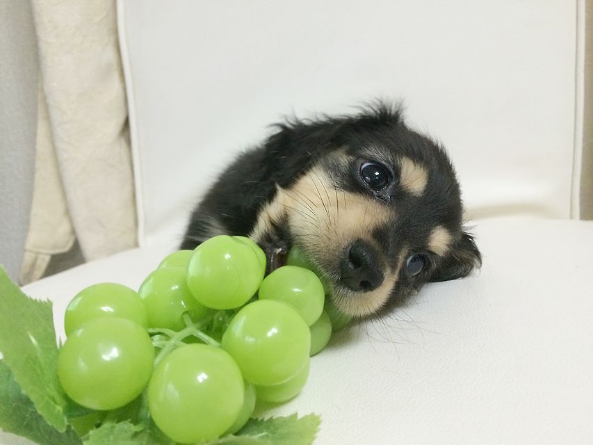 ダックスフンド ローラ.mi & アレックス ブラッククリーム 男の子2015-08-26 07.43.35 ダックスフンド ローラ.mi & アレックス ブラッククリーム 男の子