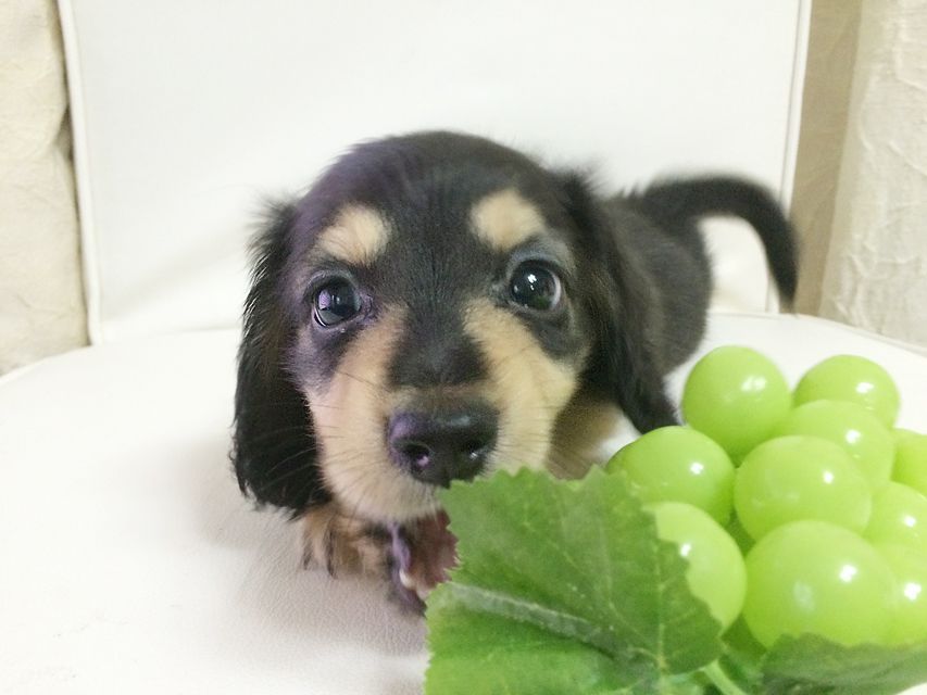 ダックスフンド ローラ.mi & アレックス ブラッククリーム 男の子2015-08-26 07.44.42 ダックスフンド ローラ.mi & アレックス ブラッククリーム 男の子