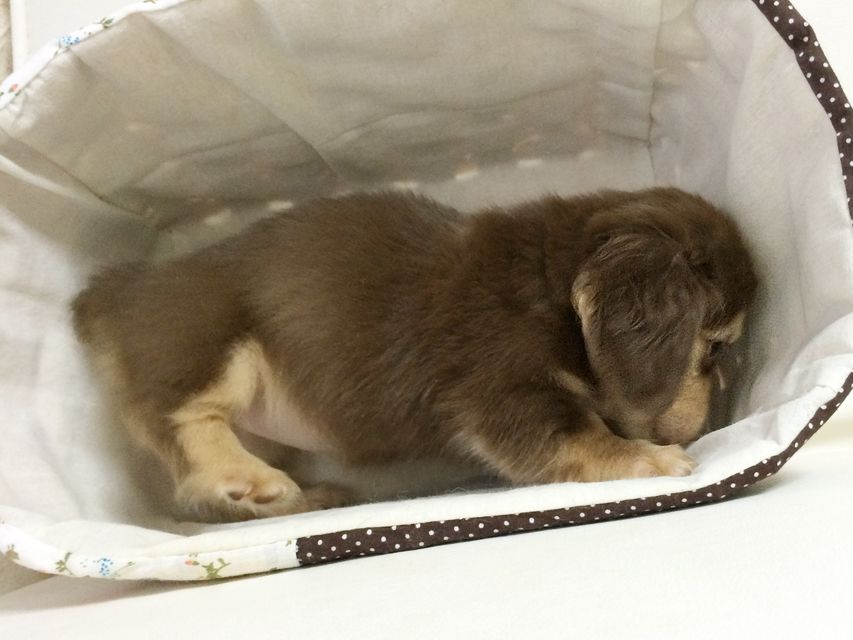 ダックスフンド アリス.mi & アサヒ チョコクリーム 女の子2015-08-26 09.18.32 ダックスフンド アリス.mi & アサヒ チョコクリーム 女の子