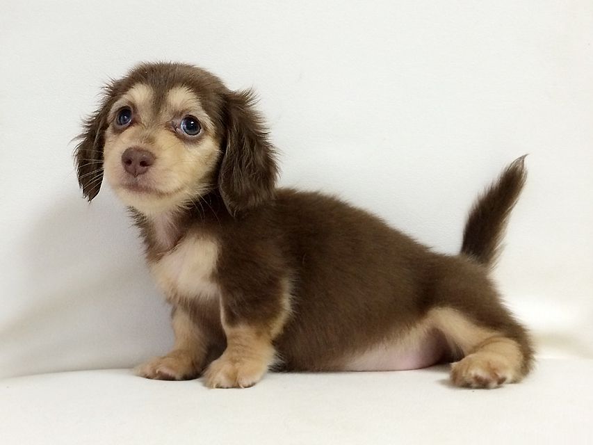 ダックスフンド アリス.mi & アサヒ チョコクリーム 女の子2015-08-26 09.19.52 ダックスフンド アリス.mi & アサヒ チョコクリーム 女の子