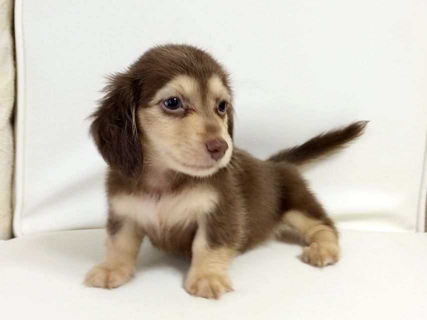 ダックスフンド アリス.mi & アサヒ チョコクリーム 女の子2015-08-26 09.20.08 ダックスフンド アリス.mi & アサヒ チョコクリーム 女の子