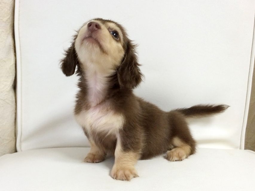 ダックスフンド アリス.mi & アサヒ チョコクリーム 女の子2015-08-26 09.20.14 ダックスフンド アリス.mi & アサヒ チョコクリーム 女の子