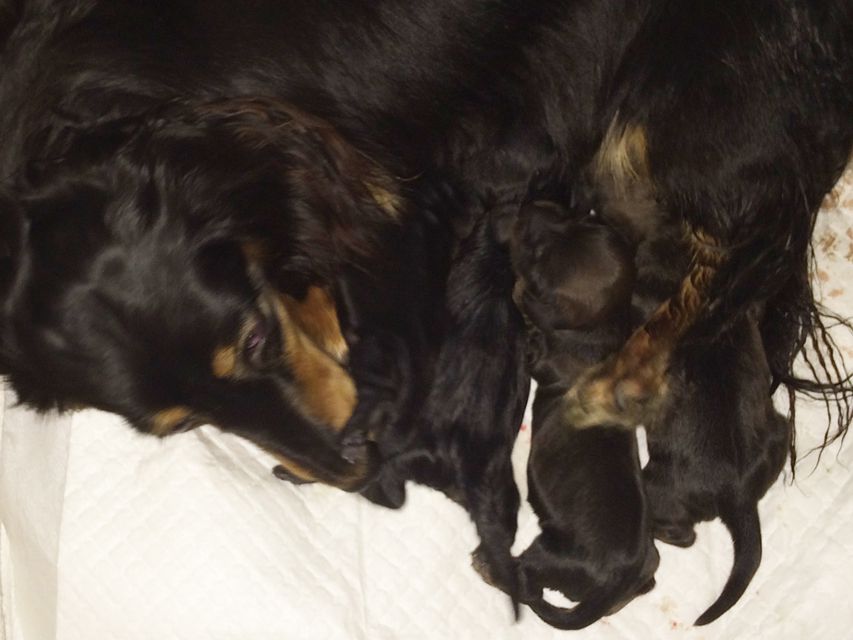 ダックスフンド カニンヘン 月子 5/11出産しました 