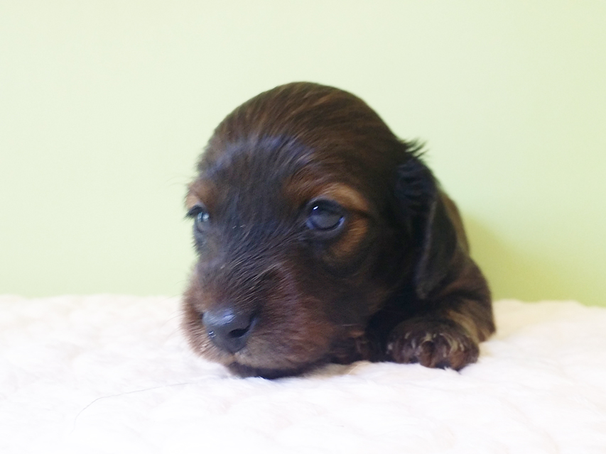 ダックスフンド カニンヘン 亜俐 & ソラの子犬 レッド 男の子 お写真初登場20160211_134735 ダックスフンド カニンヘン 亜俐 & ソラの子犬 レッド 男の子 お写真初登場