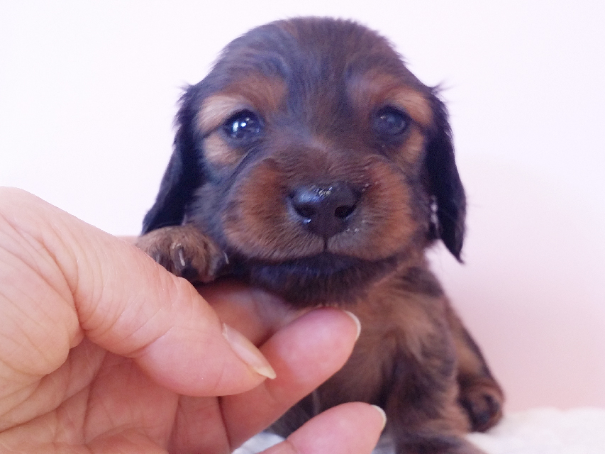 ダックスフンド カニンヘン 亜俐 & ソラの子犬 レッド 女の子① お写真初登場