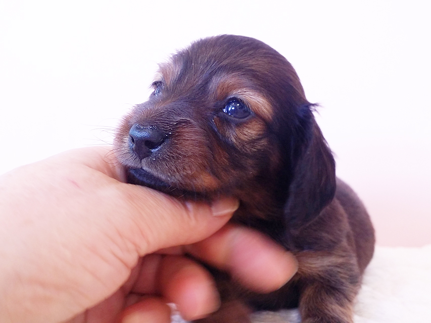 ダックスフンド カニンヘン 亜俐 & ソラの子犬 レッド 女の子① お写真初登場